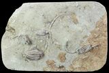 Crinoid Plate - Four Specimens - Crawfordsville #94819-1